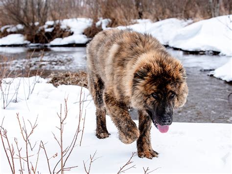 price of a caucasian shepherd
